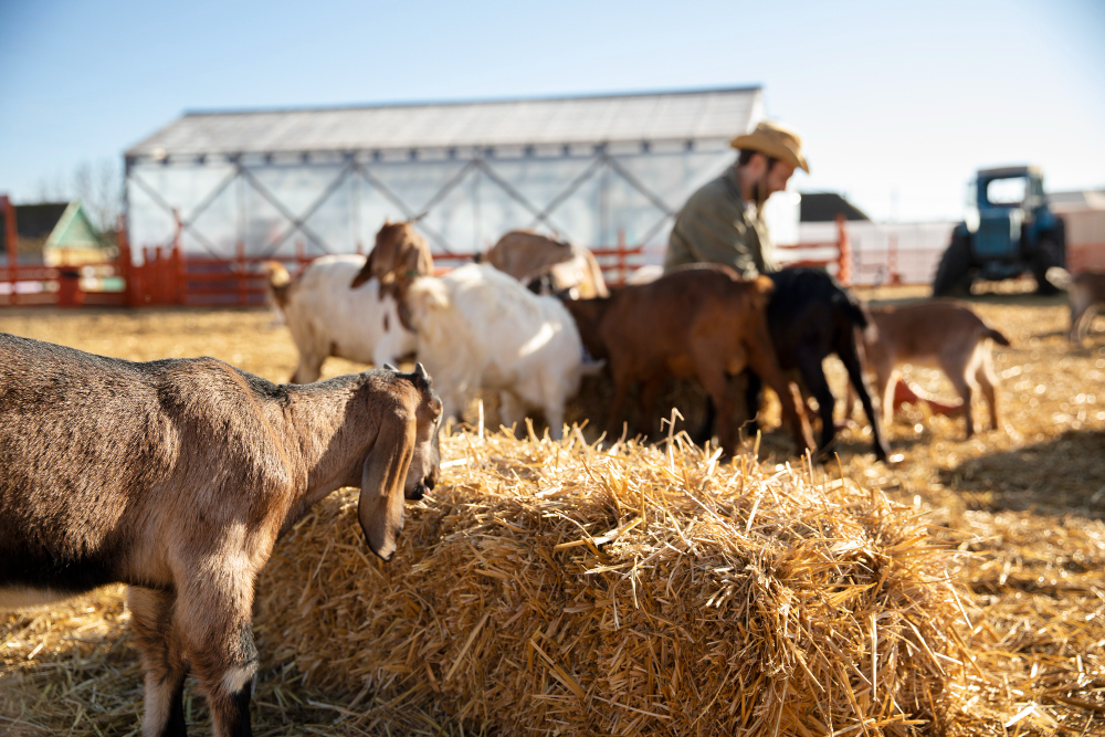 Balancing Nutrient Requirements: A Guide to Farm Animal Nutrition