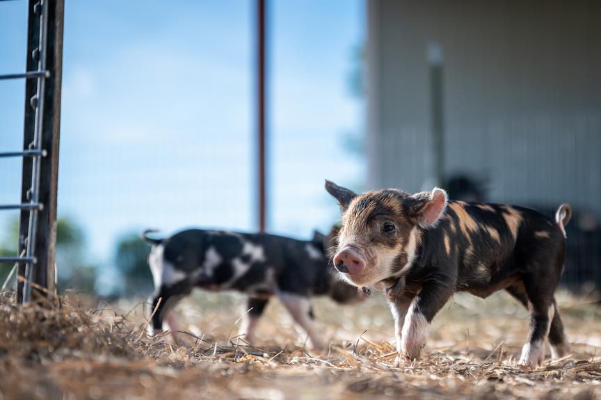 12 Essential Tips for Organic Livestock Farming in Ireland