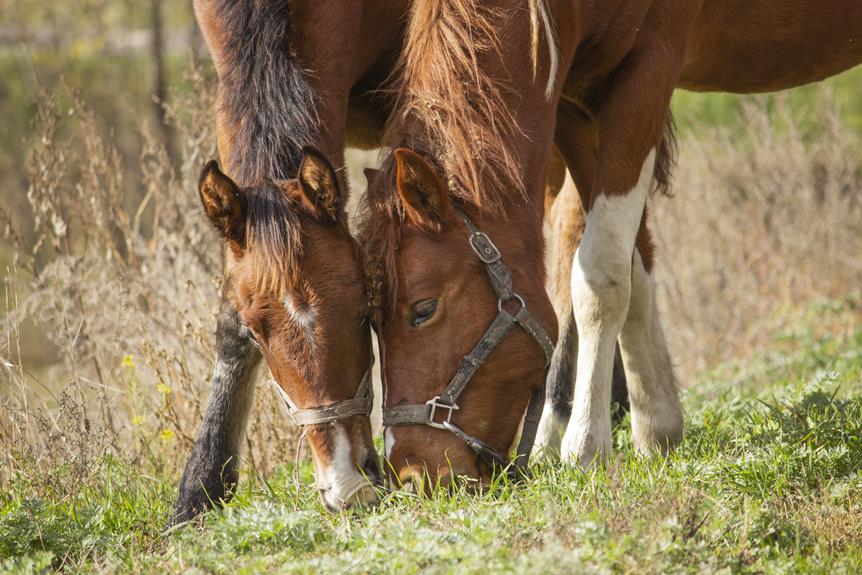 Maximizing Productivity Through Pasture-Based Feeding in Irish Dairy Farming