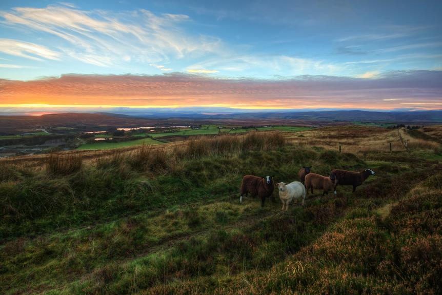 Why Choose These Sustainable Livestock Breeds in Ireland?